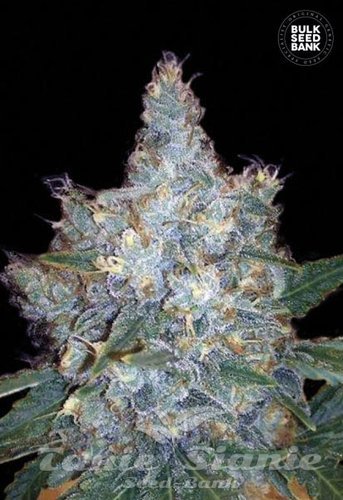 Bulk Seed Bank - Auto Blueberry Berry 10er Packung auto - feminisiert - MR Weed1