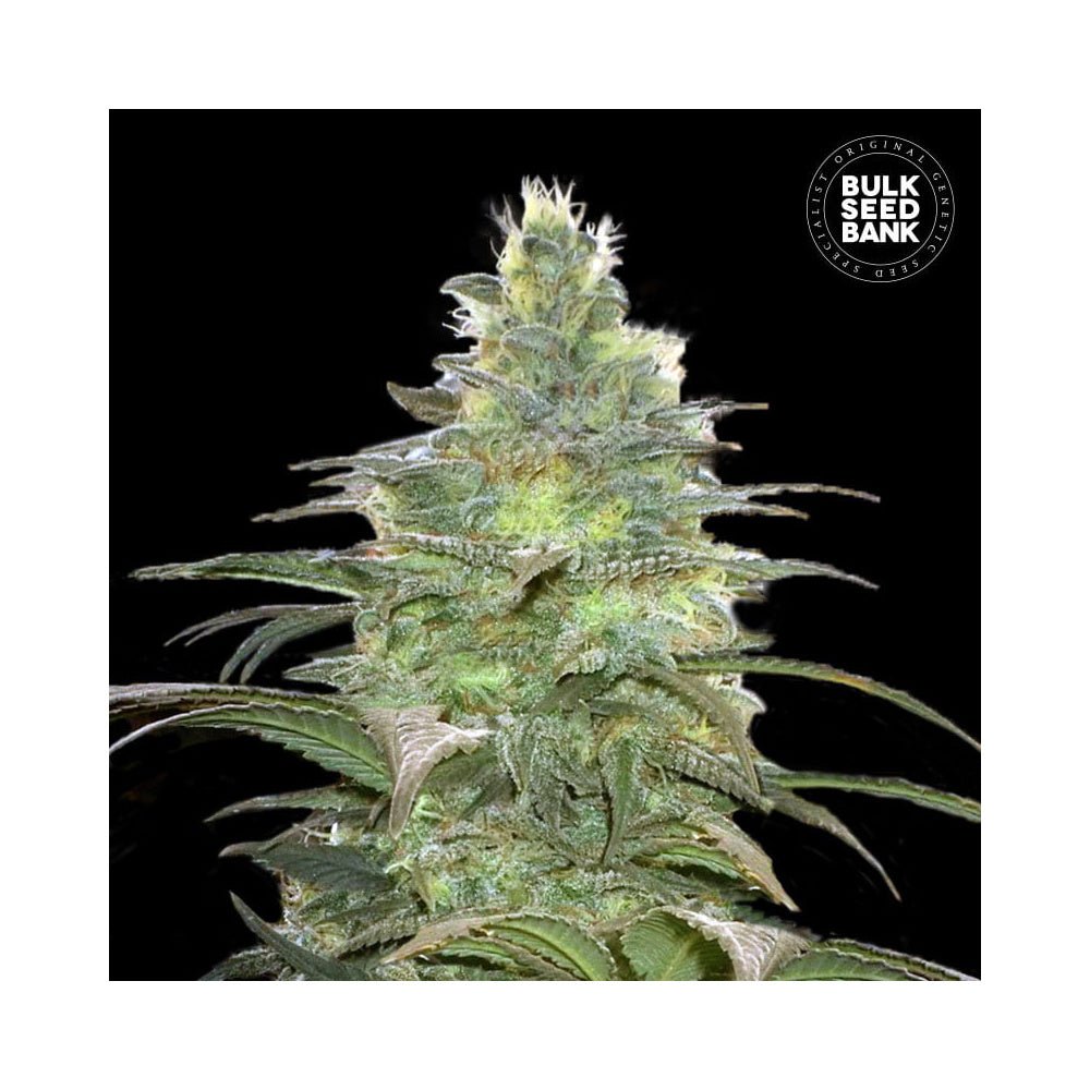 Bulk Seed Bank - Auto Blueberry Berry 10er Packung auto - feminisiert - MR Weed1