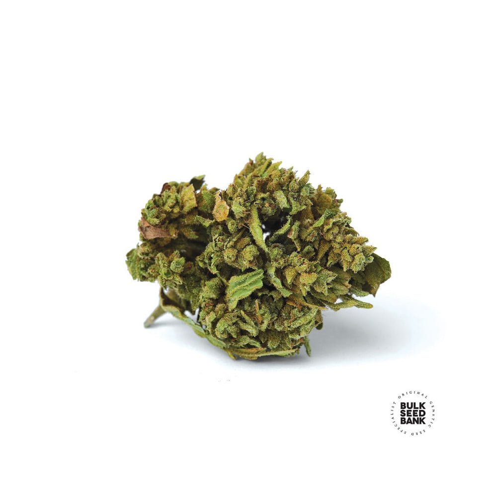 Bulk Seed Bank - Auto Blueberry Berry 10er Packung auto - feminisiert - MR Weed1
