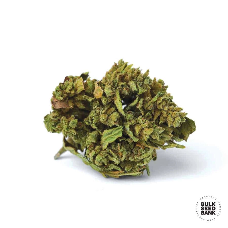 Bulk Seed Bank - Auto Blueberry Berry 10er Packung auto - feminisiert - MR Weed1