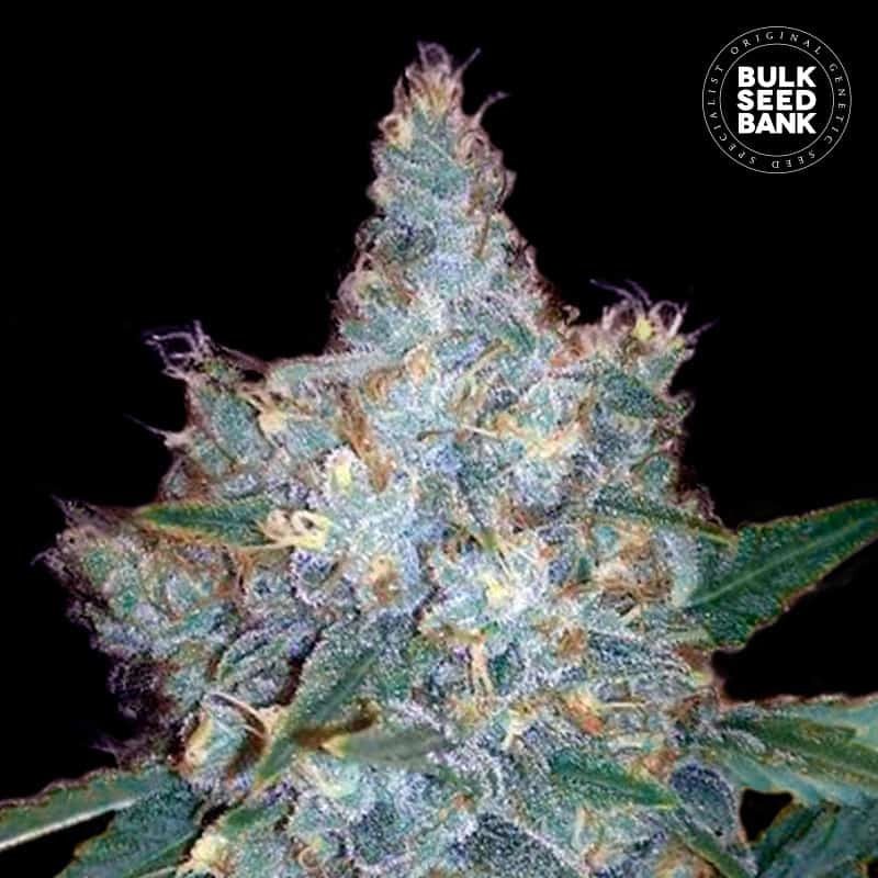 Bulk Seed Bank - Auto Blueberry Berry 10er Packung auto - feminisiert - MR Weed1