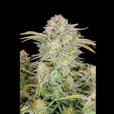 Bulk Seed Bank - Auto Bruce Banner #5 10er Packung auto - feminisiert - MR Weed1