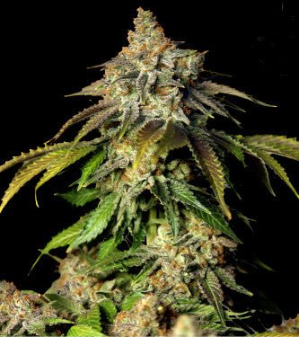 Bulk Seed Bank - Auto Bruce Banner #5 10er Packung auto - feminisiert - MR Weed1