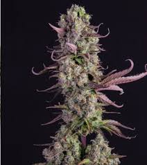 Bulk Seed Bank - Auto Bubblegum Extra 10er Packung auto - feminisiert - MR Weed1
