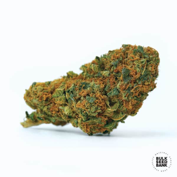 Bulk Seed Bank - Auto Bubblegum Extra 10er Packung auto - feminisiert - MR Weed1