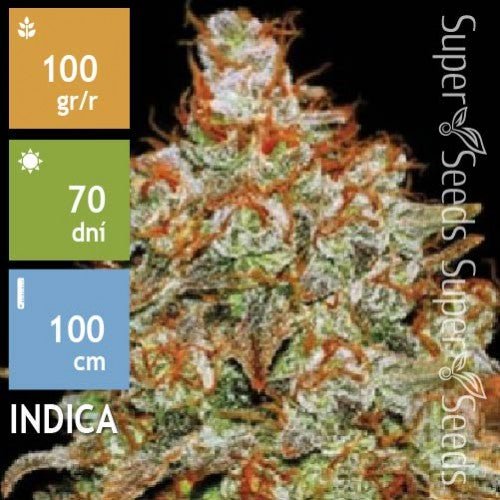 Bulk Seed Bank - Auto Bubblegum Extra 10er Packung auto - feminisiert - MR Weed1