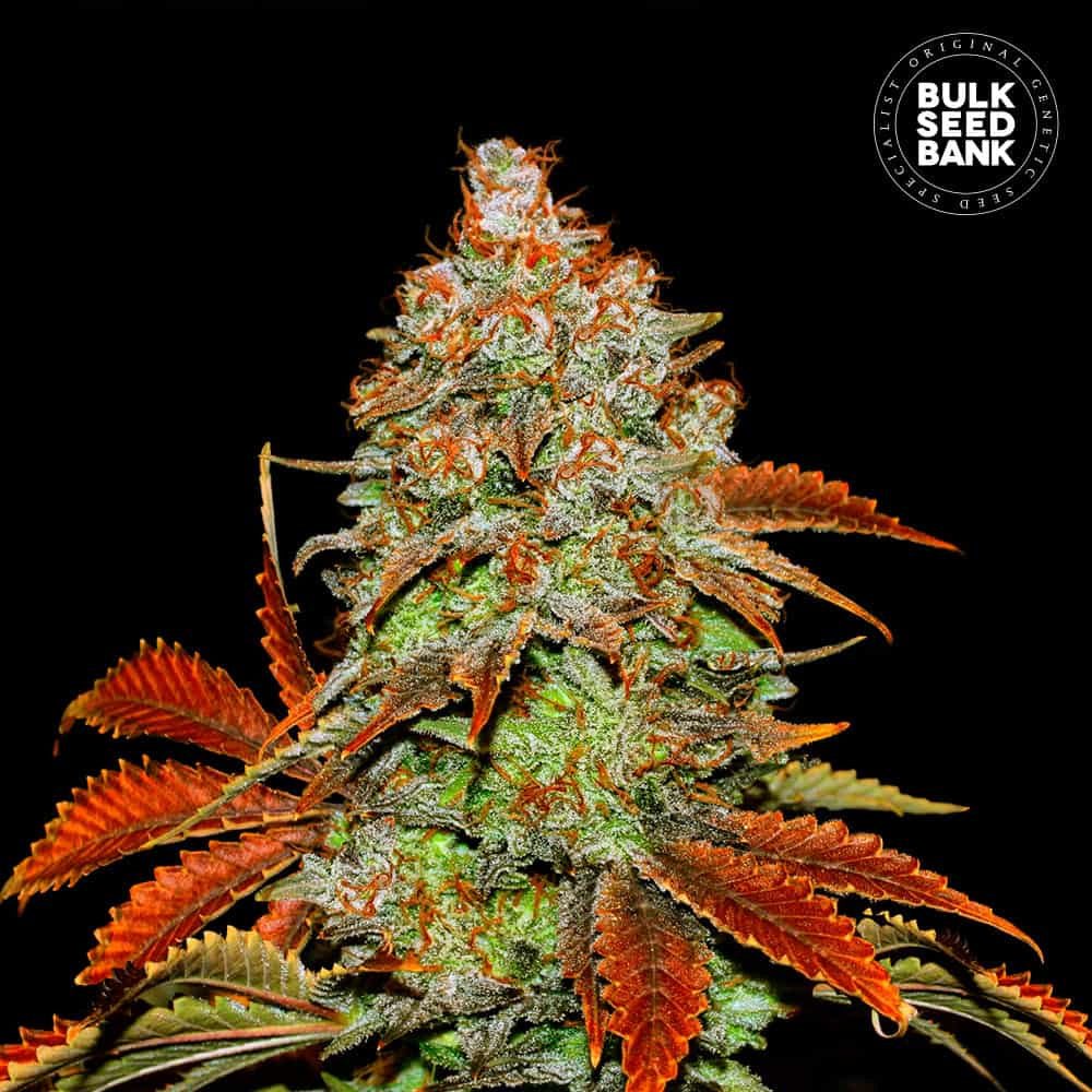 Bulk Seed Bank - Auto Bubblegum Extra 10er Packung auto - feminisiert - MR Weed1