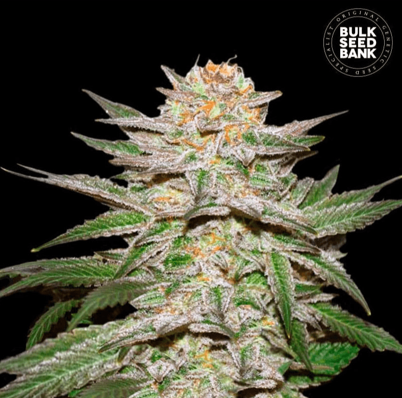 Bulk Seed Bank - Auto Caramel King 5er Packung auto - feminisiert - MR Weed1