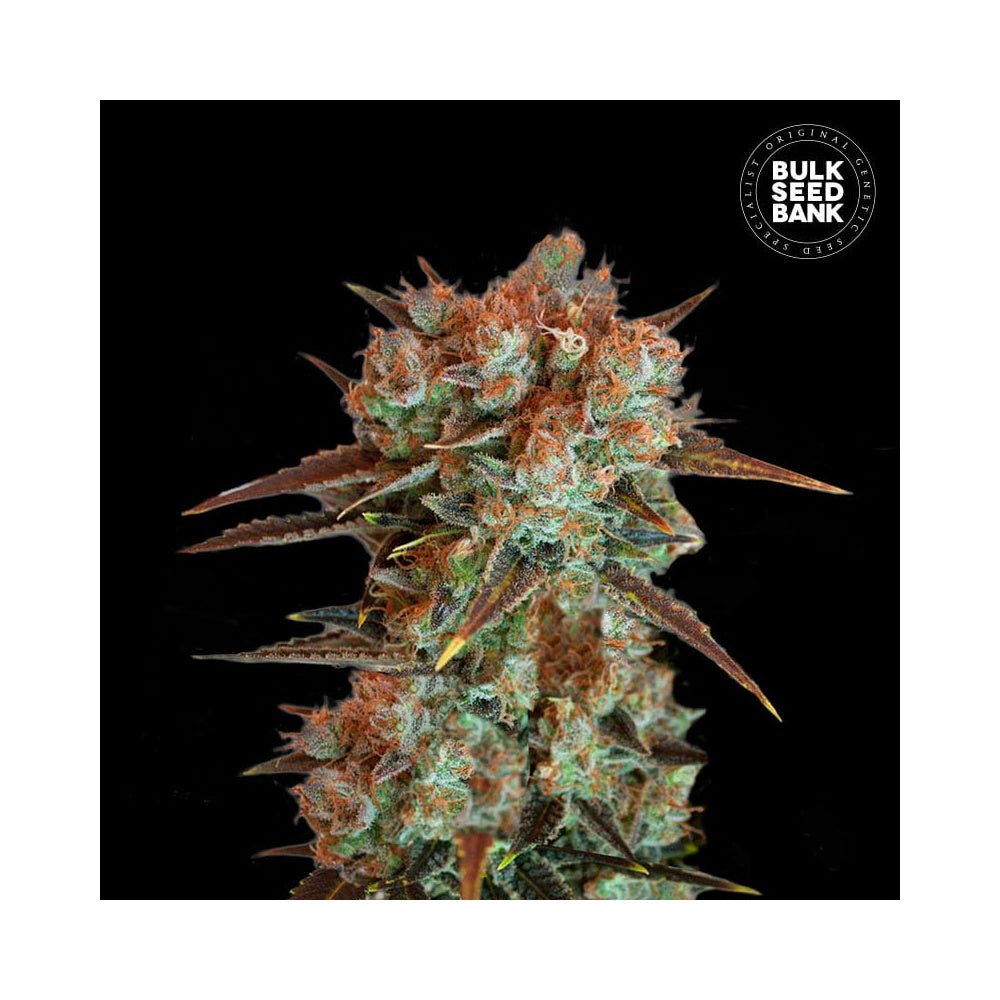 Bulk Seed Bank - Auto Caramel King 5er Packung auto - feminisiert - MR Weed1
