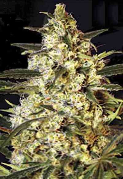 Bulk Seed Bank - Auto Caramel King 5er Packung auto - feminisiert - MR Weed1