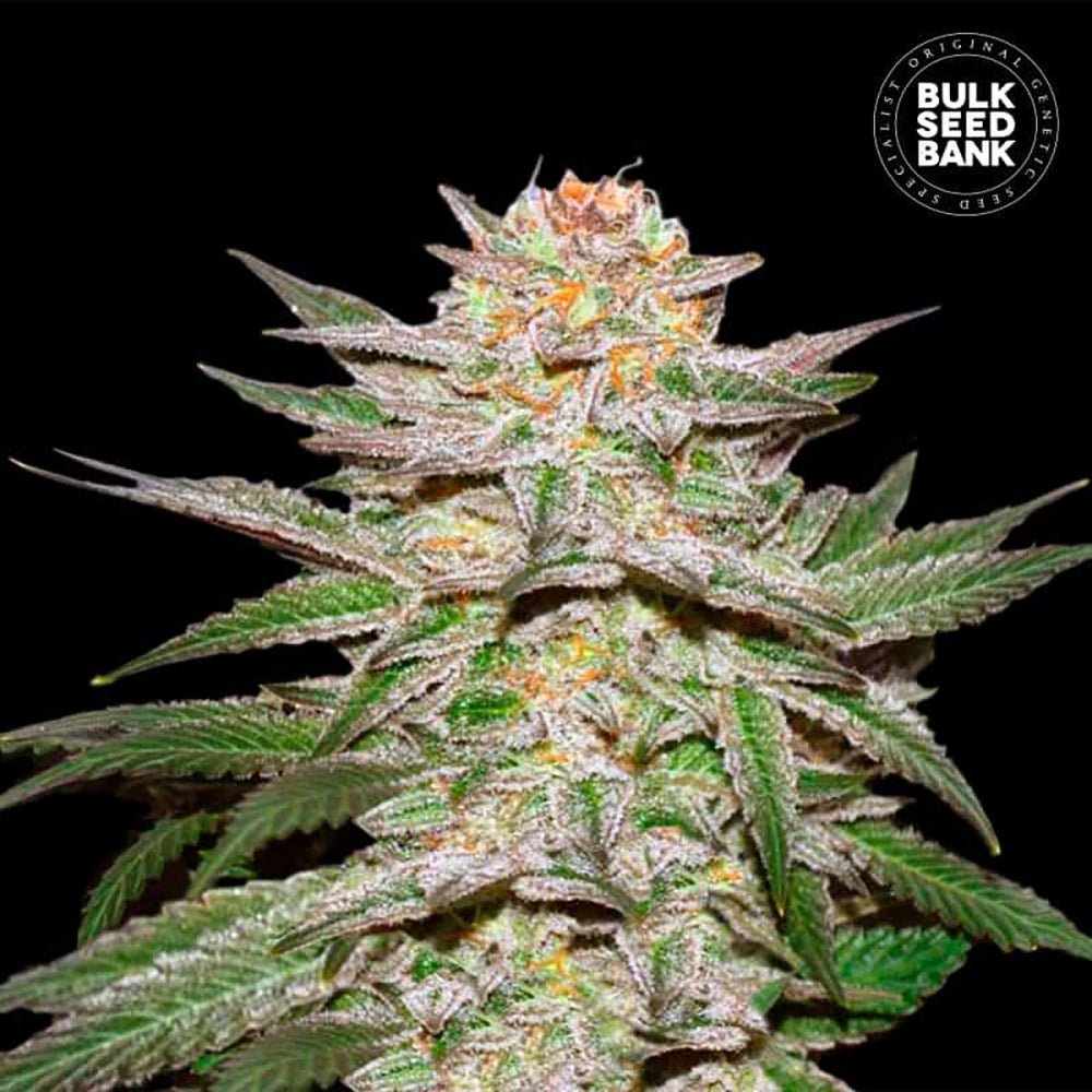 Bulk Seed Bank - Auto Caramel King 5er Packung auto - feminisiert - MR Weed1