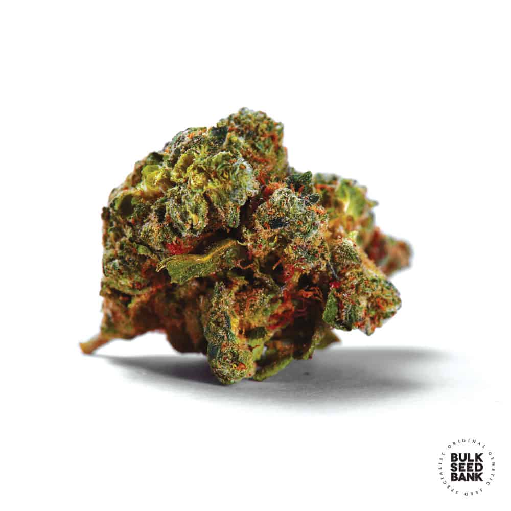 Bulk Seed Bank - Auto Caramel King 5er Packung auto - feminisiert - MR Weed1