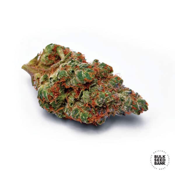 Bulk Seed Bank - Auto Caramel King 5er Packung auto - feminisiert - MR Weed1