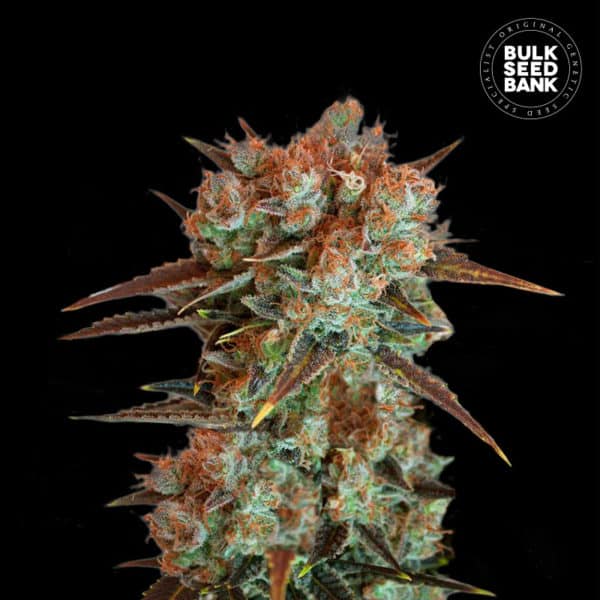 Bulk Seed Bank - Auto Caramel King 5er Packung auto - feminisiert - MR Weed1