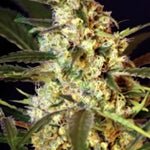 Bulk Seed Bank - Auto Caramel King 5er Packung auto - feminisiert - MR Weed1