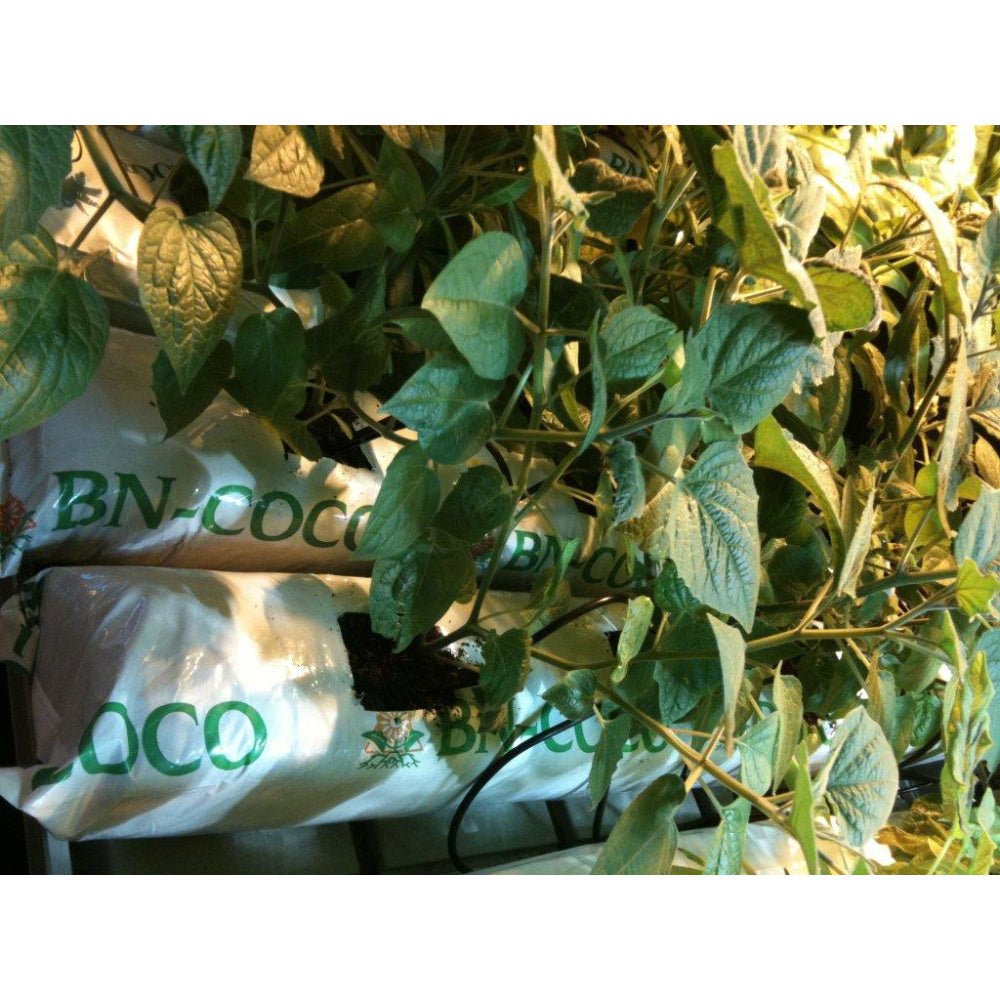 Cocosmatte 100 x 15 x 7.5cm - Mr - Weed - MR Weed1