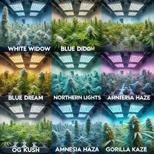Entdecken Sie die Vielfalt: Die besten Cannabis-Stecklinge für Ihren Indoor-Anbau - MR Weed1