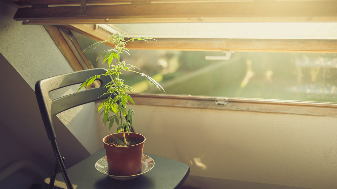 High-Tech Heim-Cannabis Anbau mit Mr-Weed - MR Weed1