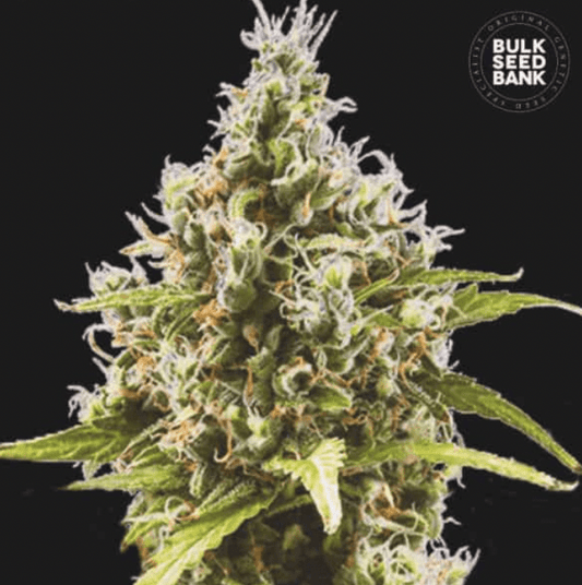 Amnesia Haze - Hanfsteckling aus fem. Saatgut - Hochwertige Cannabis Stecklinge für Indoor und Outdoor Anbau - MR Weed1