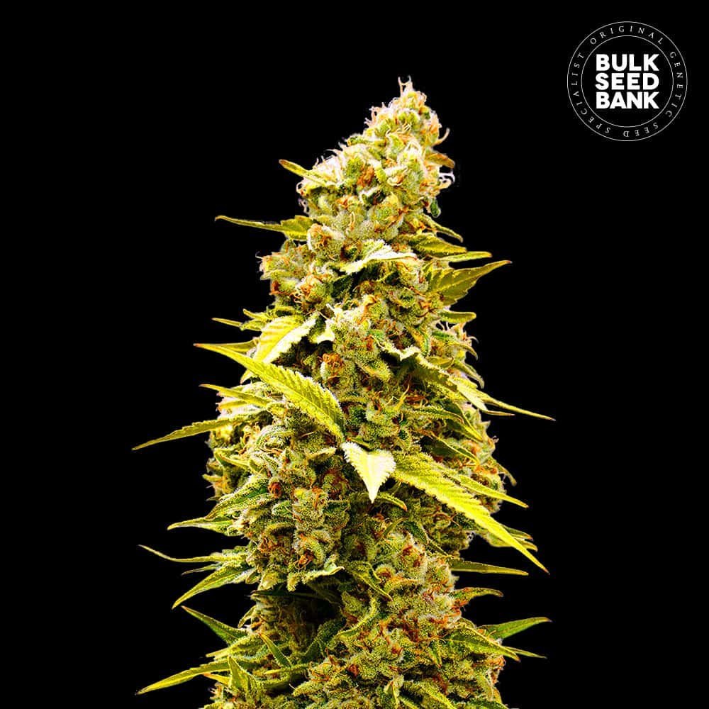 Banana Monkey - Hanfsteckling aus fem. Saatgut -Hochwertige Cannabis Stecklinge für Indoor und Outdoor Anbau