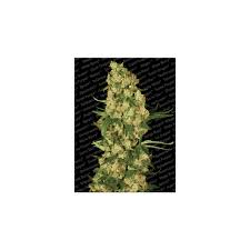 Banana Monkey - Hanfsteckling aus fem. Saatgut - Hochwertige Cannabis Stecklinge für Indoor und Outdoor Anbau - MR Weed1