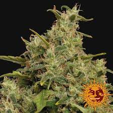 Banana Monkey - Hanfsteckling aus fem. Saatgut - Hochwertige Cannabis Stecklinge für Indoor und Outdoor Anbau - MR Weed1