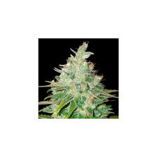 Banana Monkey - Hanfsteckling aus fem. Saatgut - Hochwertige Cannabis Stecklinge für Indoor und Outdoor Anbau - MR Weed1