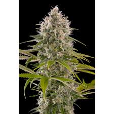 Banana Monkey - Hanfsteckling aus fem. Saatgut - Hochwertige Cannabis Stecklinge für Indoor und Outdoor Anbau - MR Weed1