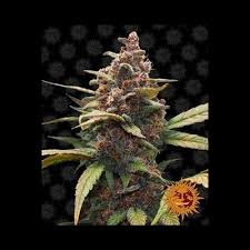 Barney's Farm Ayahuasca Purple Seeds 5er - MR Weed1