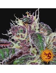 Barney's Farm Ayahuasca Purple Seeds 5er - MR Weed1