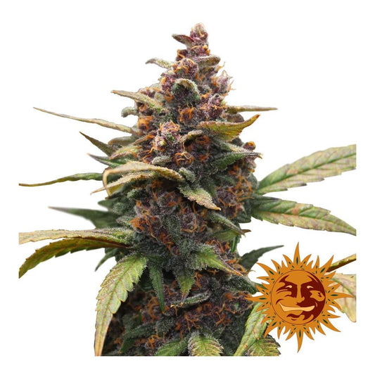 Barney's Farm Ayahuasca Purple Seeds 5er - MR Weed1