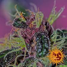 Barney's Farm Ayahuasca Purple Seeds 5er - MR Weed1