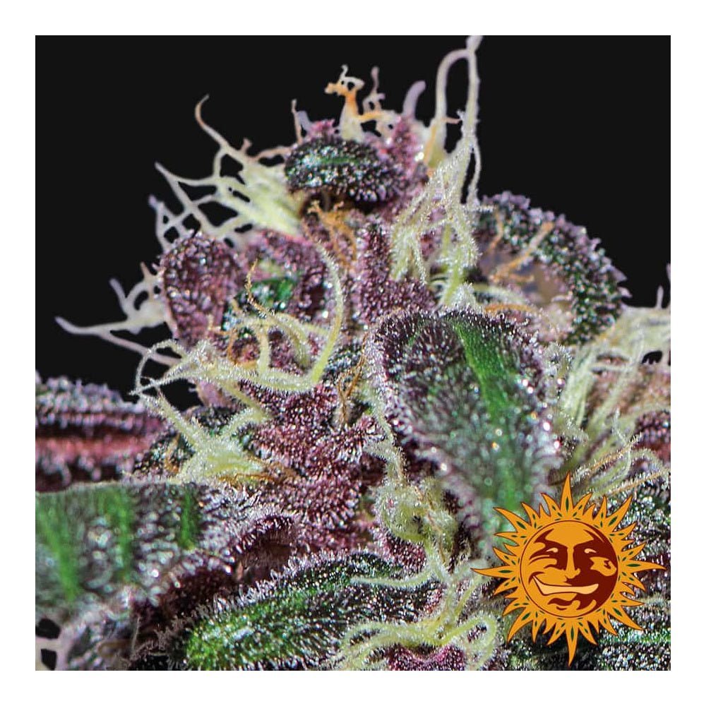 Barney's Farm Ayahuasca Purple Seeds 5er - MR Weed1