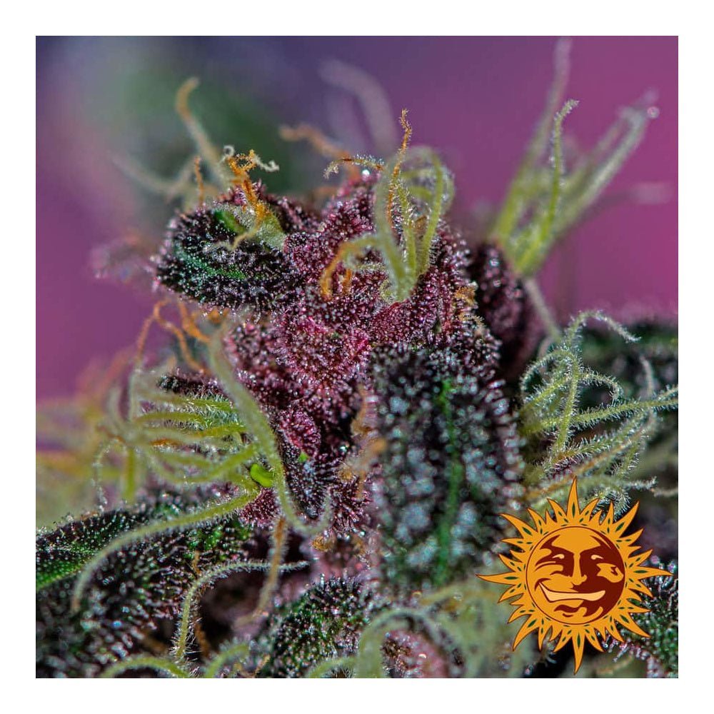 Barney's Farm Ayahuasca Purple Seeds 5er - MR Weed1