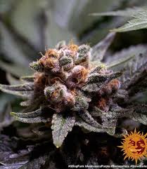 Barney's Farm Ayahuasca Purple Seeds 5er - MR Weed1