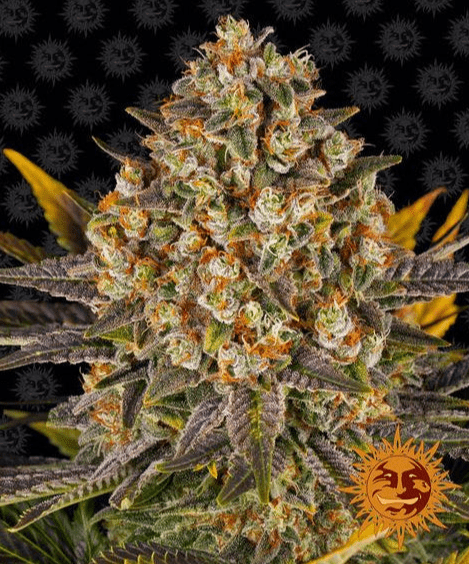 Barney's Farm Banana Punch Seeds 3er - MR Weed1