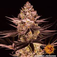 Barney's Farm Biscott Seeds 5er feminisiert - MR Weed1