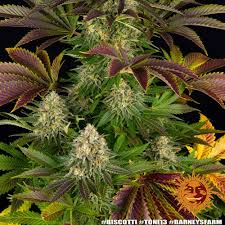 Barney's Farm Biscott Seeds 5er feminisiert - MR Weed1
