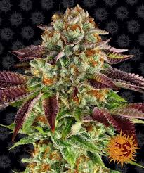 Barney's Farm Biscott Seeds 5er feminisiert - MR Weed1