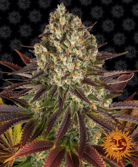 Barney's Farm Biscott Seeds 5er feminisiert - MR Weed1