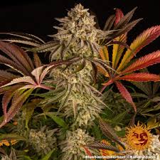 Barney's Farm Biscott Seeds 5er feminisiert - MR Weed1