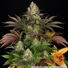 Barney's Farm Biscott Seeds 5er feminisiert - MR Weed1