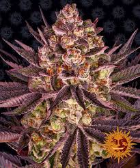 Barney's Farm Biscotti Mintz Seeds, 3er Set - MR Weed1
