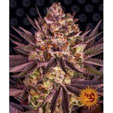 Barney's Farm Biscotti Mintz Seeds, 3er Set - MR Weed1