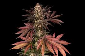 Barney's Farm Biscotti Mintz Seeds, 3er Set - MR Weed1