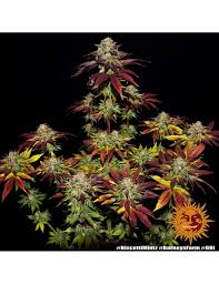 Barney's Farm Biscotti Mintz Seeds, 3er Set - MR Weed1