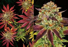 Barney's Farm Biscotti Mintz Seeds, 3er Set - MR Weed1