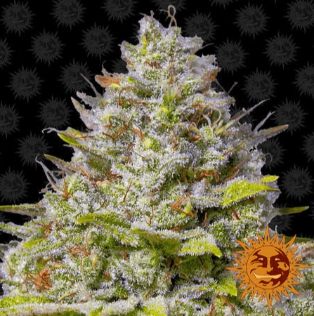Barneys Farm Blue Gelato 41 Seeds 5er - MR Weed1
