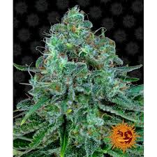 Barney's Farm Critical Kush Seeds 5er - MR Weed1