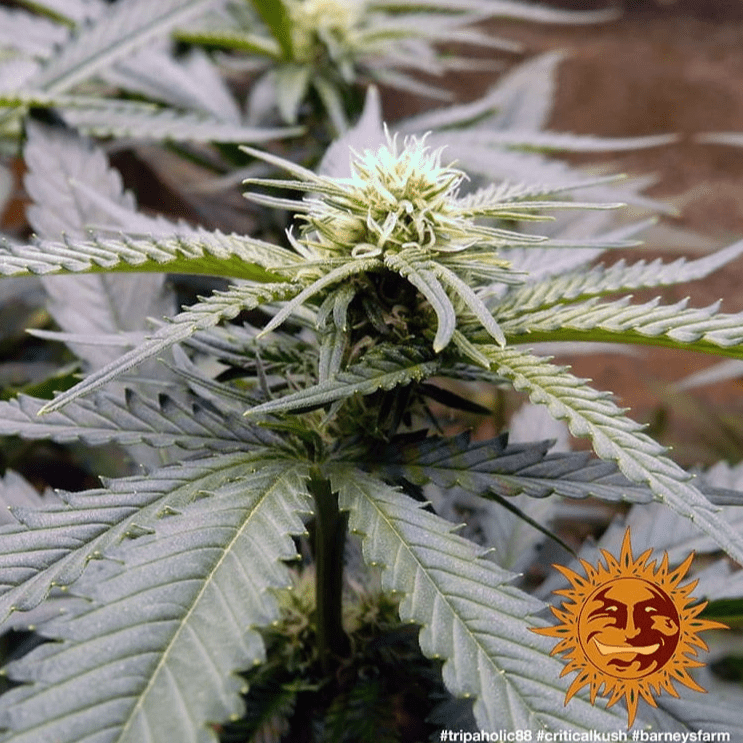 Barney's Farm Critical Kush Seeds 5er - MR Weed1